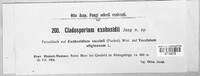 Image of Cladosporium exobasidii